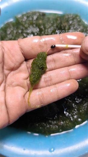 164K views · 592 reactions | Tutorial on How to Install Fishing Bait #fishing #fishingknot #fishingknottutorial #fishingBait #fishingtips #tutorial #fishingvideos #mancing #reel #reels #fyp #reelsfypシ゚ #viral #trending #fypシ゚ #reelsviral #reelfyp #foryou | Agus Subarna | Facebook