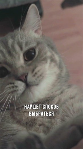 Как ПОДСТРИЧЬ когти коту дома? #кошки #питомцы #домашниеживотные