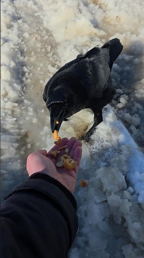 Very Hungry and Beautiful Raven Friend is Back 🐦‍⬛ 4K