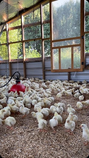 4.1K views | One of our favorite features of our brooder is being able to remove the end panels *when it’s warm enough* and let in extra fresh air and blue sky views! Because even though chicks need extra protection and warmth, we want to get them away from a barn-like environment as soon as possible!  #lakewatcherfarms #pastureraisedchicken #pasturedpoultry #regenerativefarming #chickentractor #smallfarms #kentuckyfarms #kentuckyag #kyproud | Lakewatcher Farms | Facebook
