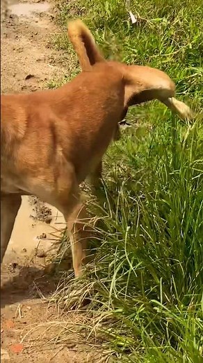Dog peeing on grass #cutepet #doglover