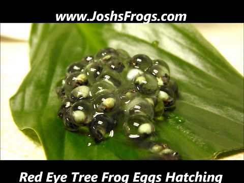 Red Eye Tree Frog Eggs Hatching