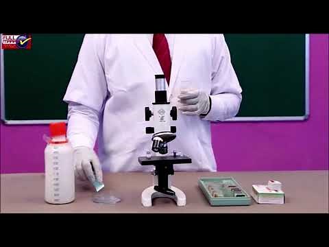 CBSE Class 12 Practical Skills in Biology Experiment No. 5 Study of Blastula