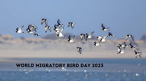 World Migratory Bird Day 2023: Significance And How You Can Contribute To Their Conservation