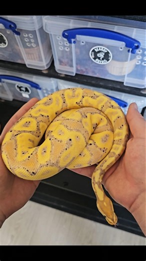 Banana, OD, GHI Het Clown ♀️🔥 #ballpython #royalpython #clownballpython #ballpythonbreeder #reptiles