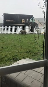 23K views · 857 reactions | Jennifer Allen wrote: "Moose waits every day for the UPS truck. She brings him fruit every time (even when there are no delivery’s she still stops for him) so sweet" | AMPA- American Mini Pig Association | Facebook
