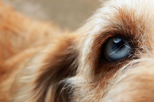 Why Are My Dog's Eyes Darting Back and Forth?