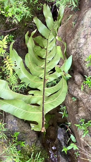 discovery of a rock pit containing suver material containing gold#goldpanning#golddreging #goldhunting#goldtreasure #reelsviral