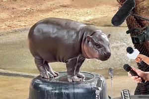 Moo Deng song ready to top the charts