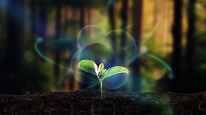 22K views · 228 reactions | Could this be the proof that consciousness extends beyond humans and animals? ✨ Groundbreaking experiments reveal that plants may possess memory and intention — using random number generators and biofeedback technology, scientists are uncovering evidence that plants aren’t just passive life forms, they might actually feel and react to their environment. | Gaia | Facebook