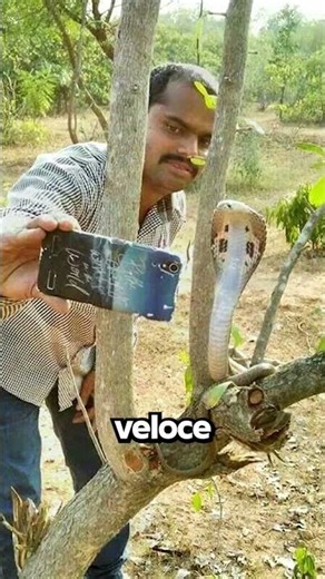 How to Recognize a Venomous Snake?!☠️