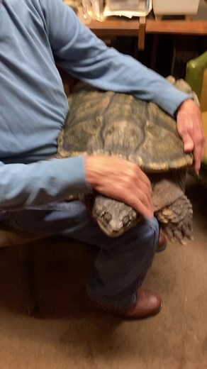 Old Man Shows Off Pet Snapping Turtle - Friendly Reptile!