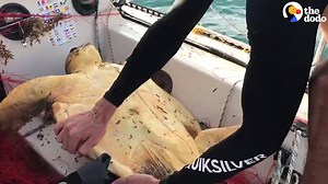 This sea turtle was tangled up in a net, but luckily he found help just in time 🐢💕 | The Dodo