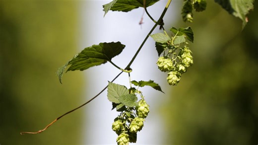 Video. Hop picking season kicks off in Czech Republic