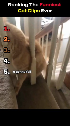 Top Cat Clips: Ranking the Funniest Moments