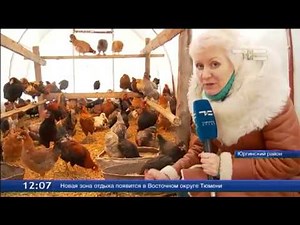 Птичье царство зимой