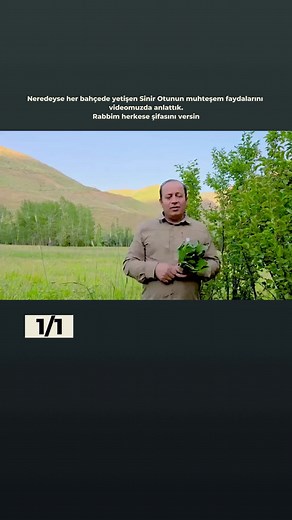 Sinir Otunun Şifalı Faydaları