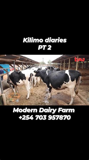RAISING HEALTHY HEIFERS Healthy heifers offer a sure continuity to a thriving dairy farming business. It is therefore prudent to raise female calves well as you groom them to slowly join the herd. When you cull the older cows due to decreased milk production, mastitis, pendulous udder, feet problems or otherwise these little calves become the replacement heifers. How do you take care of your calves from birth to 24 months when they are expected to calf down? 1)Feeding of colostrum Colostrum is t
