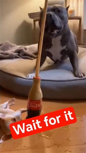 Funny Dog Prank Gone Wrong 😂 | Big Dog Gets Scared! #funnyanimals #chihuahualife #canecorso