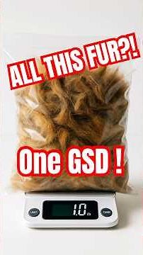 German Shepherd Shedding Explained! 🐶 Tips Every Owner Needs