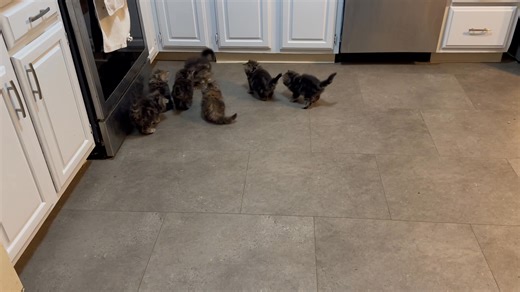 #siberiancat #siberiankitensusa #SiberianKittensForAdoption #siberiankittens #echosibs Five weeks old…already all want the same toy 😱 | Jan Warner