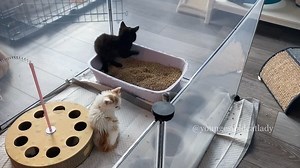 This is why we don’t have unsupervised playtime for Owl 🦉 Unfortunately the other kittens really feed off of his energy. When I put him in to play, if I come near, the other kittens will start hissing at me along with Owl which they have stopped doing otherwise. So we get playtime and then we go back to our separate pen. | Youngest Old Cat Lady