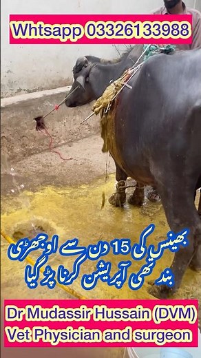 Rumenotomy | Omasal Impaction | Abomasal Impaction | #cow #viral #goatfarming #animals #bull #bovine