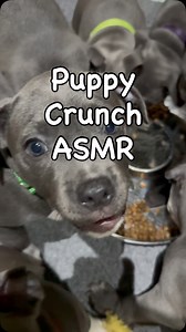 How amazing is the sound of the puppies crunching their biscuits 🥰. Now they have teeth they enjoy different textures and crunching is one of their favourites. The biscuits are chicken and rice hypoallergenic puppy biscuits from @lancashirepetfoodco , you can use our friends family and followers discount code on the website IZY10 #puppyasmr #asmr #staffypuppies | Izy Staffy Wolfpack