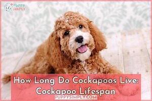 How Long Do Cockapoos Live? Cockapoo Lifespan, Health Tips, and Care Guide