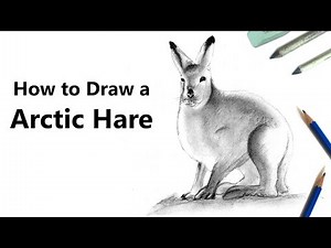 How to Draw a Arctic Hare with Pencils [Time Lapse]