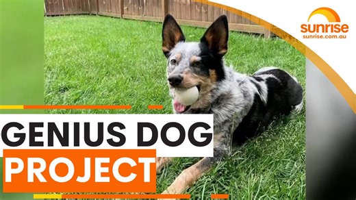 GENIUS DOG PROJECT 🐶 We meet one of the smartest dogs in the world! How to know if your dog could be considered among the world’s most clever canines 🧐 WATCH SUNRISE FOR MORE | 7plus ☀️ | Sunrise