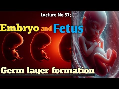 Development of Embryo and Fetus | Germ Layers Explained | Human Embryology Lecture