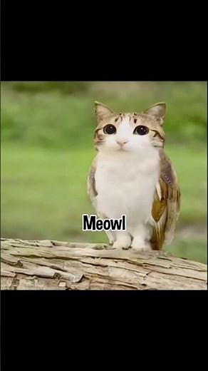 Meowl / joke lol