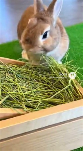 rabbit doing an obstacle course and eating hay #rabbit