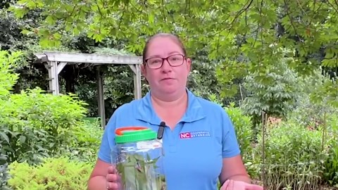 What You Need to Know About The Spotted Lantern Fly in North Carolina