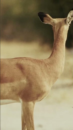 ÁFRICA SELVAGEM na vida Cotidiana da Savana Africana #animals #animaisselvagens #documentario