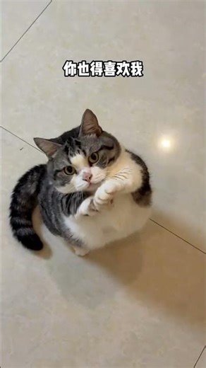 Cute Xiao Mi & Xiaomiao: Must-Like Pet Duo