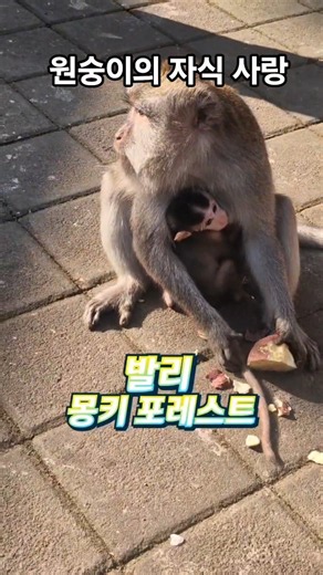 Lim Young-woong Trust in Me Bali Monkey Forest, Indonesia