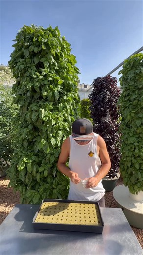 Agrotonomy | Growing basil on aeroponic towers starts by soaking agricultural rock wool in water for about 20 minutes. Fresh rock wool tends to have a... | Instagram