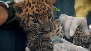 26K views · 866 reactions | A leopard cub is separated from her mother during sugar cane harvesting. | National Geographic Animals | Facebook