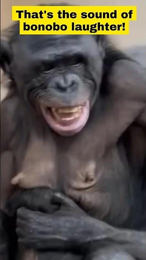 Bonobo Laughs!