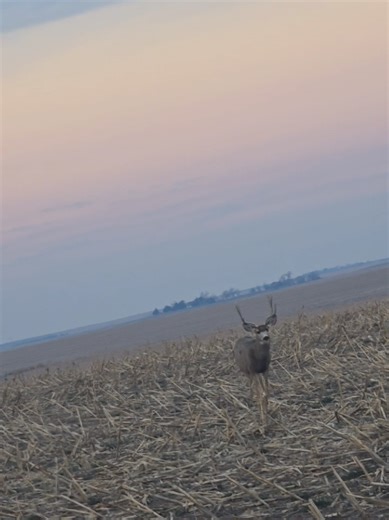 wild life burnouts #mule | Mule Horse