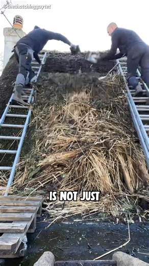 Do you know why some people still use thatch to build houses? Actually, doing so is not just for aesthetics; there are many advantages to building with thatch. First, its unique material allows the house to stay warm in winter and cool in summer. Additionally, thatched roofs have excellent waterproof and moisture-proof properties. If you maintain it properly, it can last for decades. Plus, building with it is very cost-effective. | 𝙝𝙖𝞺𝞺𝙞𝙣𝙣𝗲𝙨𝙨