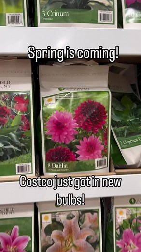 Costco just got in their spring bulb assortment!! What are you planning on planting this year? #costco #spring #flower #bulbs #assortment #planning #planting #dahlia #calla #anemone #acidanthera #elephantears #lilium #caladium #ready #springtime #besttime #plants #plantlife #plantmom #plantlover #love #costcolove #costcoshopping #costcofind #costcobuys #currentlycostco #longfieldgarden #garden #gardeninspiration