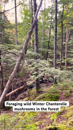Foraging Winter Chanterelle Mushrooms By A Stream in the Forest