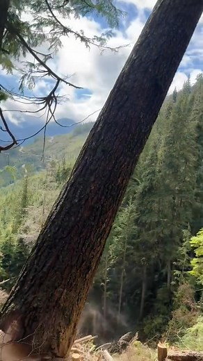 The lumberjack felled the enormous dead tree.#satisfying #giant #tree #giant #asmr #oddlysatisfying #fyp #usa🇺🇸 | Agriculture &Tree-cutting