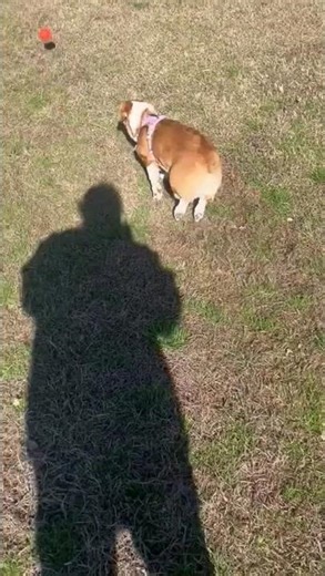 Precious Pup Plays Fetch With Owner