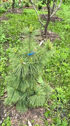 Pinus × schwerinii 'Wiethorst'
