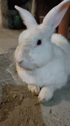 BONY el Conejo Lindo no se rinde nunca!!! #youtuber #bony