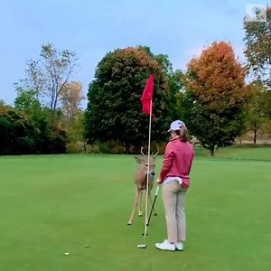 This curious deer approached a woman in amazement to watch her play golf—and she still made the putt! 2wsb.tv/2OykCiQ | WSB-TV